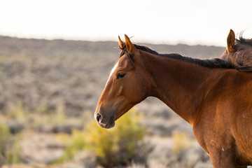 Obraz premium Wild (Feral) Mustangs in the Colorado High Desert