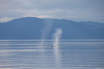 Humpback whale breathing in calm waters of Alaska