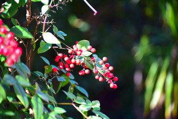 Small berries