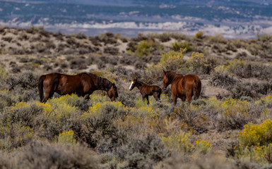 A Wild Mustang Family with a Foal