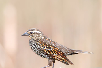 Close up shot of Pine Siskin bird