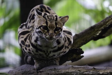 Ocelot in a tree