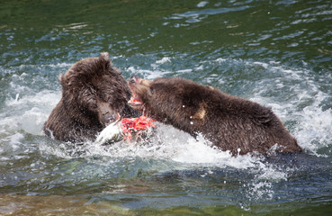 Fototapeta premium Grizzly Bears Fighting Over Salmon