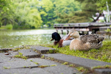 湖畔でのひと時
