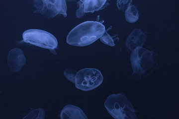 jellyfish in the aquarium © Bob