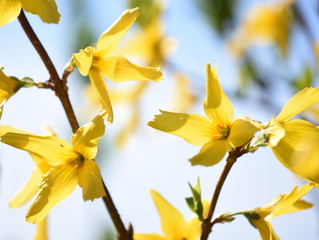 Yellow flowers on a Forsythia shrub plant against blue sky