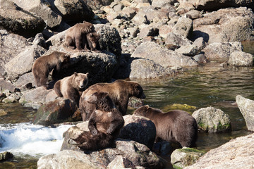 Fototapeta premium Comical bear gathering at a salmon stream in Alaska