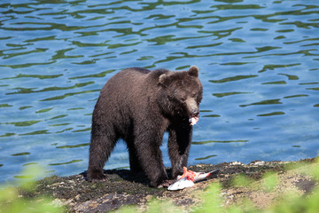 Fototapeta premium Isolated Brown Grizzly Bear with Blue Water Background