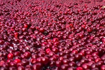 cherry fruits lie on a horizontal surface