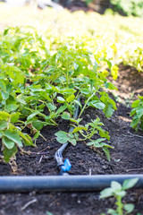 drip irrigation in the garden