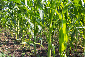 young corn growing in the field