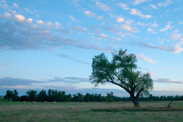 tree in the field