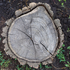 an old tree with cracks