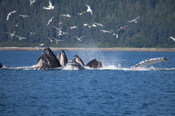 Amazing Bubble Net Feeding Humpback Whales