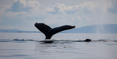 Close Encounter with a Diving Humpback Whale