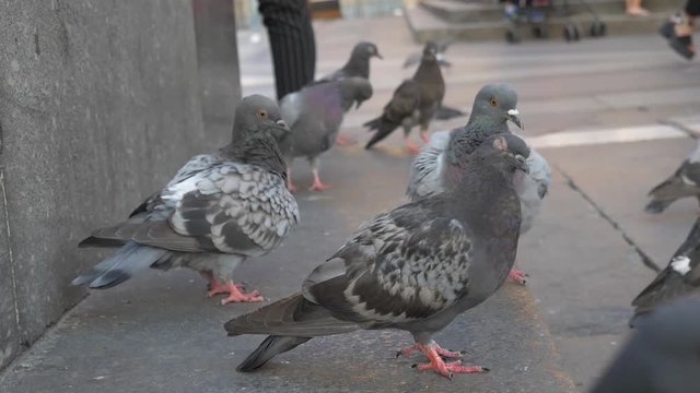 Pidgin in slow-motion fixing itself and walking.