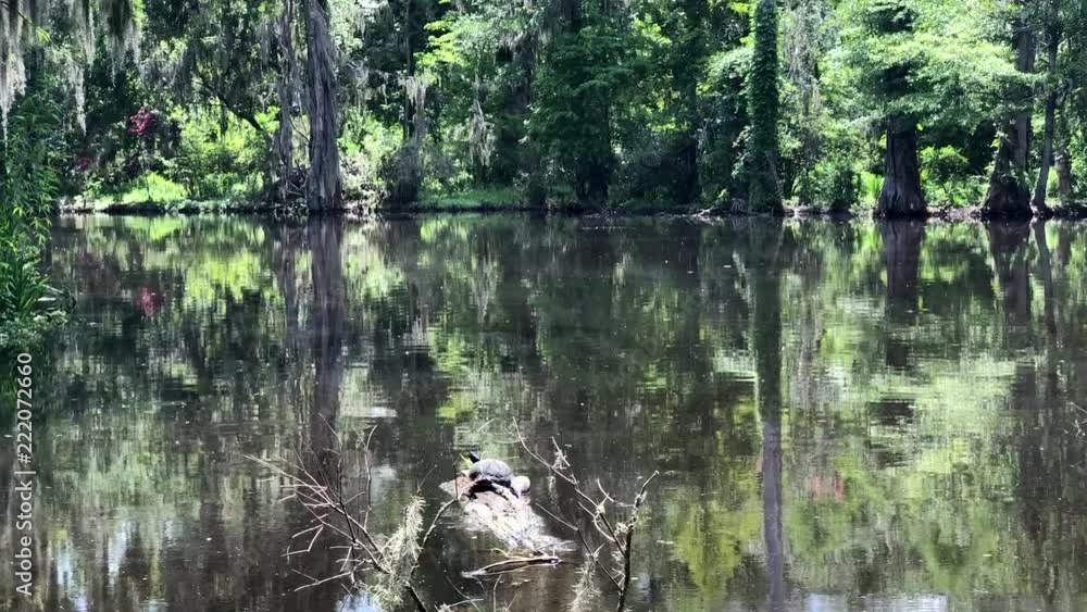Poster turtle sitting on a log in the middle of a swamp river