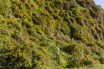 Goat on Pencarrow Coast, New Zealand