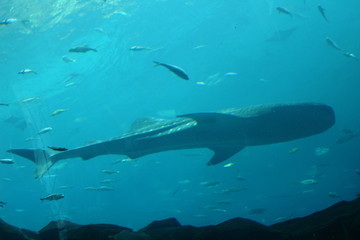 Obraz na płótnie Canvas Tiger shark in the water
