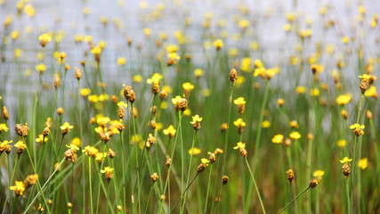 Yellow Flowers