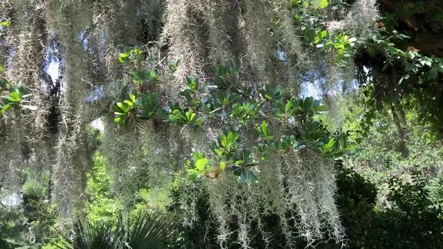 Spanish moss sitting on foliage in a Louisiana Swamp