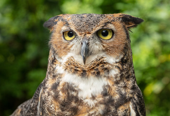 great horned owl is patiently watching you