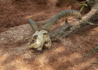 impala skull bakes in the desert sun