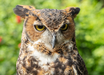 great horned owl is watching something of interest at dinner time