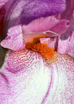Extreme close up shot of Iris flower details