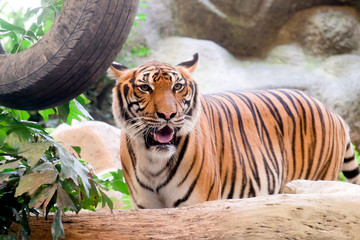 INDOCHINESE TIGER (Panthera tigris corbetti) in the zoo at Thailand