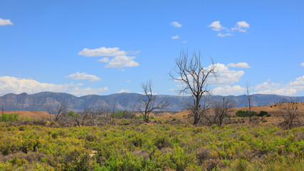Fototapeta na wymiar Dead trees in Utah desert