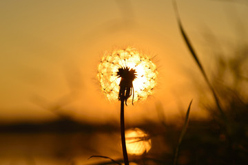Setting sun laying over a head of dandelion fluff.