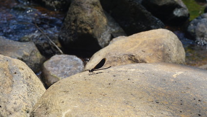 A dragonfly on a stone