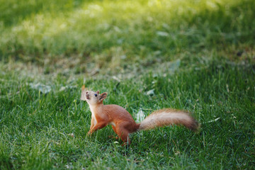 Red Squirrel