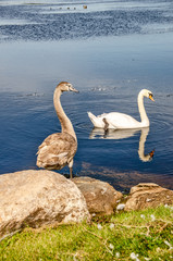 Mute Swans at a Lake in Michigan