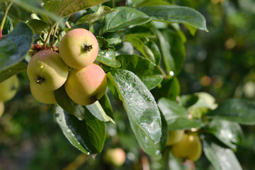 Branch of the Apple tree with small apples.
Rosy apples and green leaves are wet after the rain.