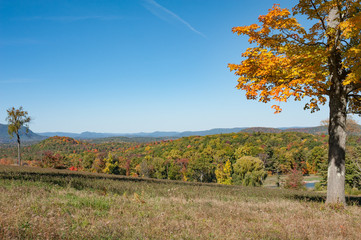 Early autumn landscape with trees and blue sky