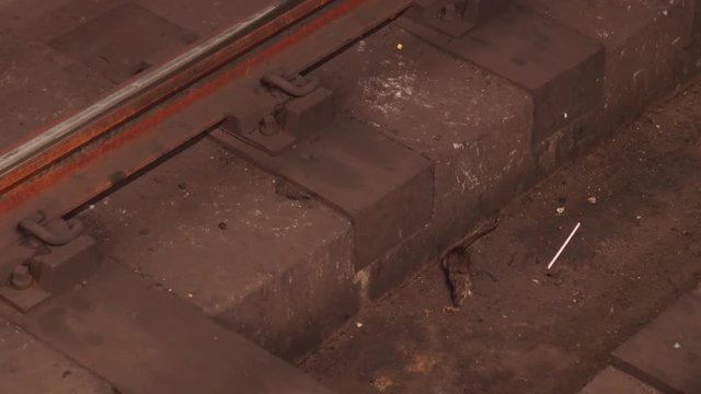 Brown rat on the rails