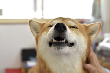 柴犬・トリミング中