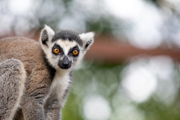 Lemur