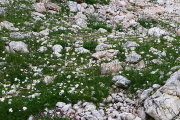 flower image of chamomiles in the mountains - stones and the meadow full of chamomiles
