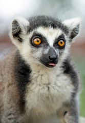 Lemur