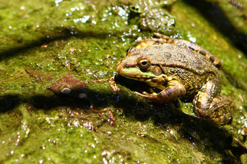 Animals image - big wet green frog sitting on the green leaf.