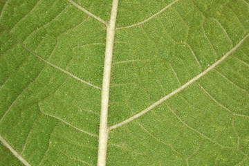 Foglia verde - particolare 2x