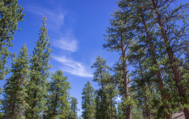 Tall trees reach towards the sky at Mt. Charleston near Las Vegas Nevada