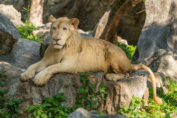 A male white lion is lying on the big rock in the zoo