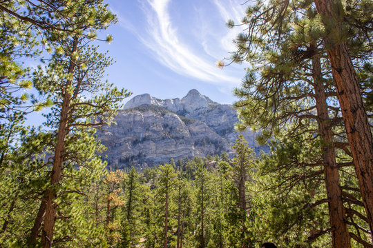 Tall trees reach towards the sky with a mountain in the distance at Mt. Charleston near Las Vegas Nevada