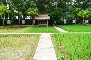 the small hut at rice paddy field, Green Rice grows in the field