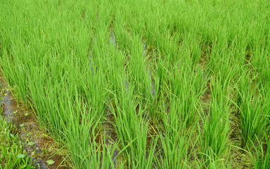 Beautiful view of rice paddy field, Green Rice grows in the field