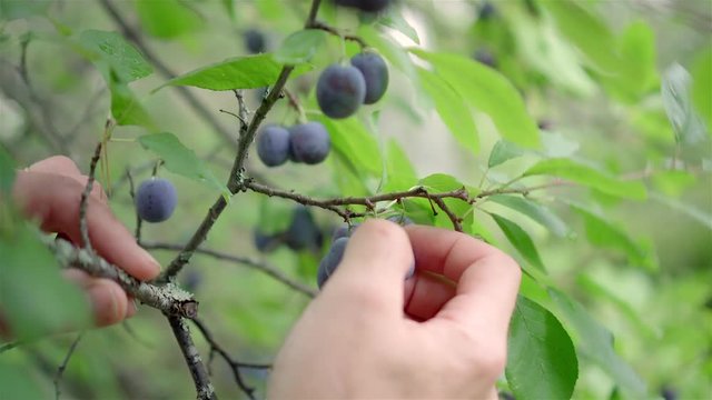 Picking Damson plums, harvest time